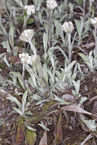 Antennaria parlinii  #21